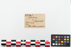 Etiketten zu Perlenkette (NHMW-PRAE-023765)